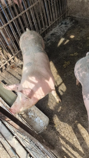 vand porci - imagine 3