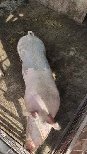 vand porci - imagine 4