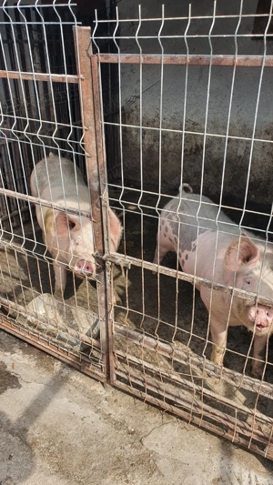 vand porci - imagine 2