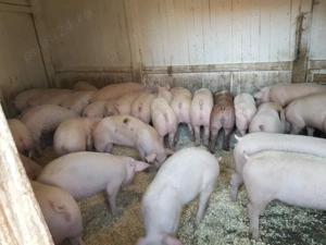 vănd porci suldani 