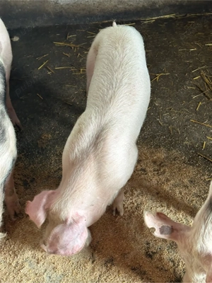 Pietrain si Landras 35-60 kg - imagine 3