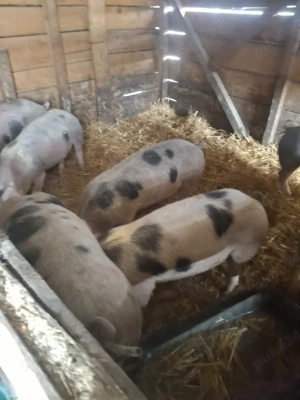 porci de curte - imagine 3