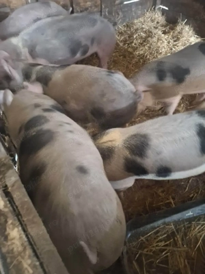 porci de curte - imagine 2