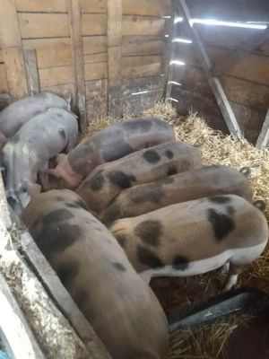 porci de curte - imagine 4