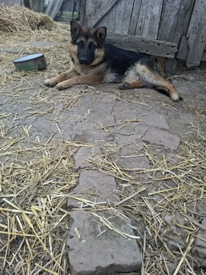 vînd ciobănesc german  - imagine 2