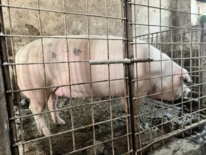 Vand purcei soldan 3 luni rasa landras-marele alb - imagine 5