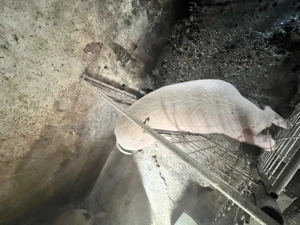 Vand purcei soldan 3 luni rasa landras-marele alb - imagine 4