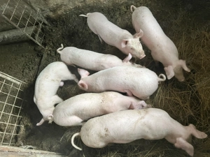 Vand purcei soldan 3 luni rasa landras-marele alb - imagine 2