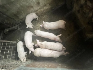 Vand purcei soldan 3 luni rasa landras-marele alb - imagine 3