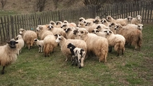 oi de vânzare  sau schimb  - imagine 2