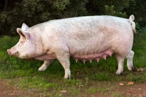 Scroafă de vânzare 