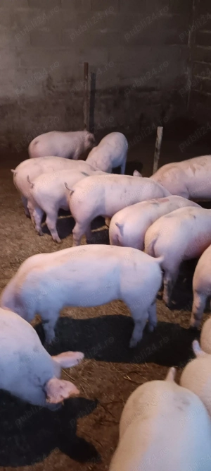 purcei 40kg  - imagine 3