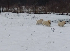 Bichoni de vanzare - imagine 4