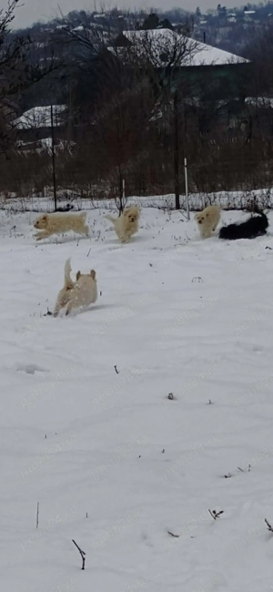 Bichoni de vanzare - imagine 5