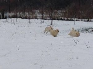 Bichoni de vanzare - imagine 3