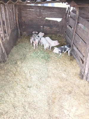 De Vânzare purcei 8 săptămânii vacinați 3 purcele și 2 mascuri 