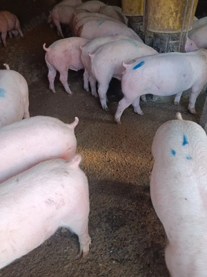 Purcei De Rasă 20-50 kg 