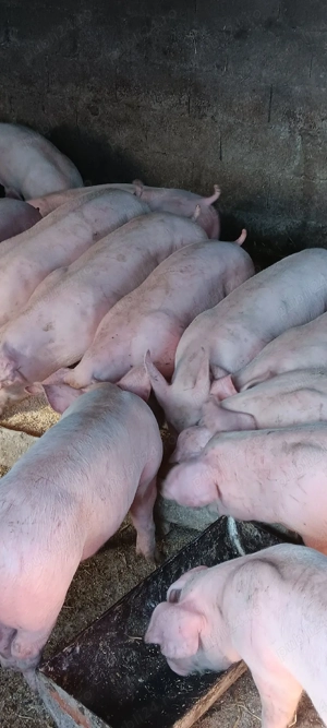 purcei 40kg transport și la domiciliu  - imagine 2