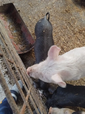 vind purcei mari - imagine 3