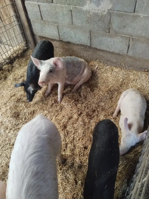 vind purcei mari - imagine 2