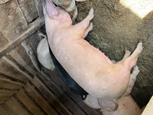 Porci de vânzare  - imagine 4