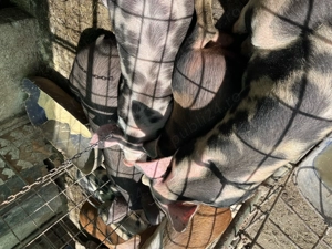 Porci de vânzare  - imagine 2