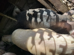 Porci de vânzare  - imagine 5