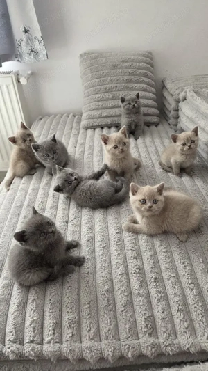 British shorthair blue rasă pură  - imagine 2