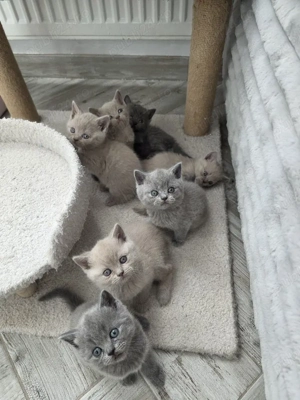 British shorthair blue rasă pură  - imagine 3