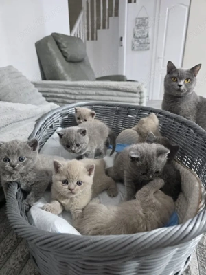 British shorthair blue rasă pură  - imagine 4