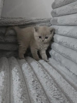 British shorthair blue rasă pură  - imagine 5