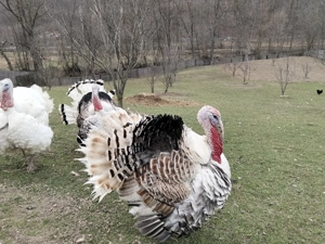 Vand curcani de paste - imagine 3