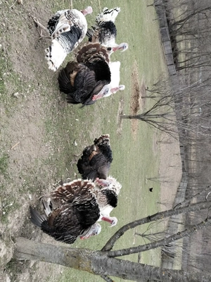 Vand curcani de paste - imagine 2