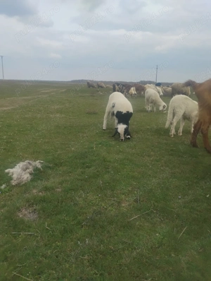 Vand miei  - imagine 4