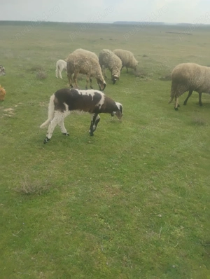 Vand miei  - imagine 3