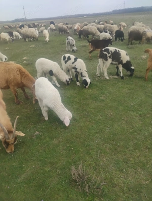 Vand miei  - imagine 5