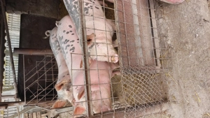 Vând porci între 100-130 kg - imagine 4