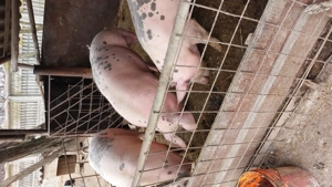 Vând porci între 100-130 kg - imagine 2