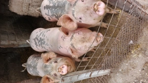 Vând porci între 100-130 kg - imagine 3