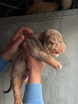 American bully pocket