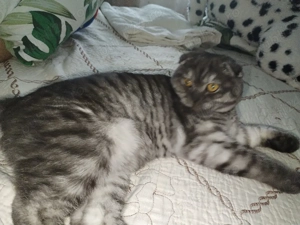 Rasa British Shortis Fold  - imagine 2