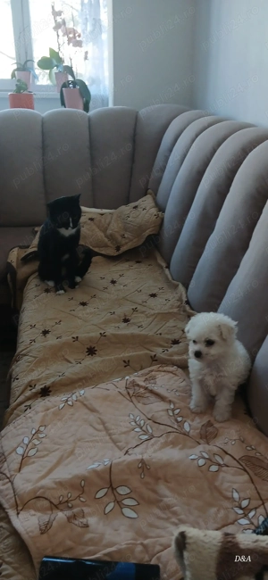 Vand Bishon Maltez - imagine 4