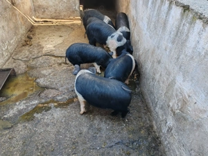 Vând grăsuni bazna - imagine 5