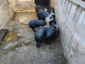 Vând grăsuni bazna - imagine 2