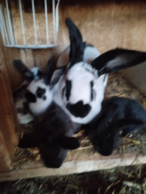 Iepurite de vânzare cu pui sau separat  - imagine 4