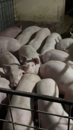 porci de vanzare 40,45 kg