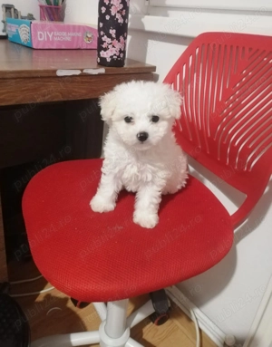 Vand Bishon Maltez - imagine 3