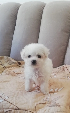 Vand Bishon Maltez - imagine 2