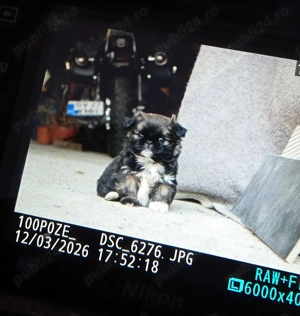 Câini pechinez imperial  - imagine 3