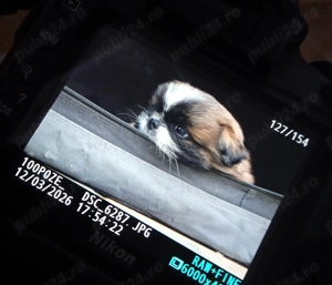 Câini pechinez imperial  - imagine 5